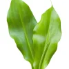 Insulin Plant Leaves – Fresh Cut for Tea & Chewing – Natural Health - Image 1