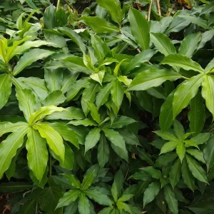 Insulin Plant Live Cuttings – Costus Igneus – 7 Cuttings – Grow Your Own - Image 1