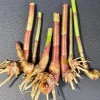 Insulin Plant Live Root - 3 Bare Roots - Herbal Medicinal Plant - Image 1