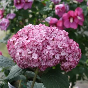 Invincibelle Mini Mauvette Hydrangea Live Plant – 4 inch Pot – Outdoor Shrub - Image 2