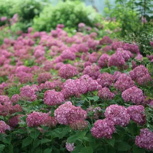 Invincibelle Mini Mauvette Hydrangea Live Plant – 4 inch Pot – Outdoor Shrub - Image 1
