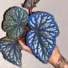 Iridescent Blue Begonia Betsy Live Plant – Starter Size – Indoor Foliage - Image 1