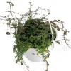 Iridescent Blue Peacock Fern Live Plant – Selaginella uncinata – 6 inch Hanging Basket - Image 1