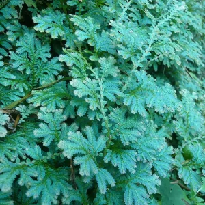 Iridescent Blue Peacock Fern Live Plant – Selaginella uncinata – 6 inch Hanging Basket - Image 3