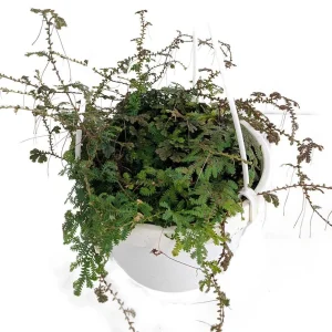 Iridescent Blue Peacock Fern Live Plant – Selaginella uncinata – 6 inch Hanging Basket - Image 1
