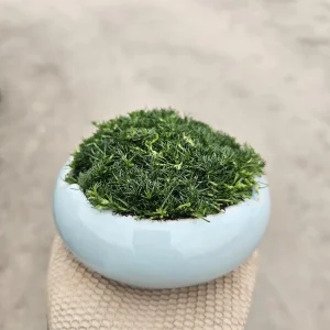 Irish Moss Ball Live Plant - Potted Scleranthus biflorus for Terrariums - Image 2