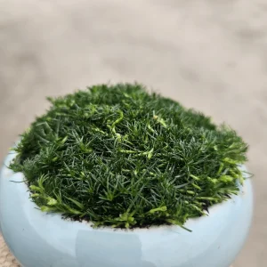 Irish Moss Ball Live Plant - Potted Scleranthus biflorus for Terrariums - Image 4