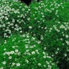 Irish Moss Live Plant - Sagina Subulata - Hardy Groundcover - 2.5 inch Pot - Image 1