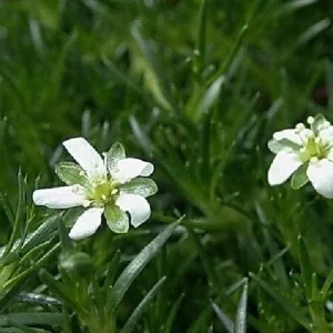 Irish Moss Live Plant - Sagina Subulata - Hardy Groundcover - 2.5 inch Pot - Image 3