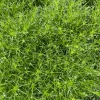 Irish Moss Sagina Subulata Live Plant - 3.5 inch Container - Groundcover - Image 1