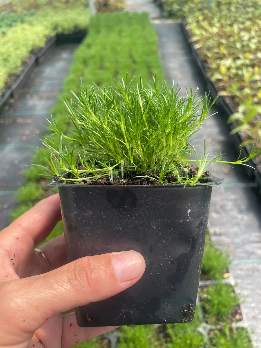 Irish Moss Sagina Subulata Live Plant - 3.5 inch Container - Groundcover - Image 2