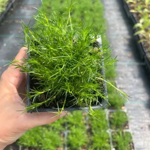 Irish Moss Sagina Subulata Live Plant - 3.5 inch Container - Groundcover - Image 3
