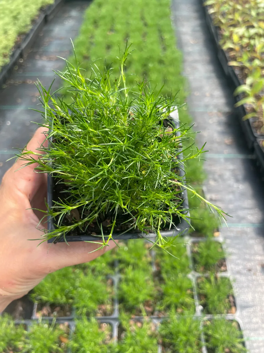 Irish Moss Sagina Subulata Live Plant - 3.5 inch Container - Groundcover - Image 3