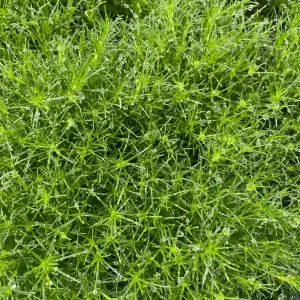 Irish Moss Sagina Subulata Live Plant - 3.5 inch Container - Groundcover - Image 1