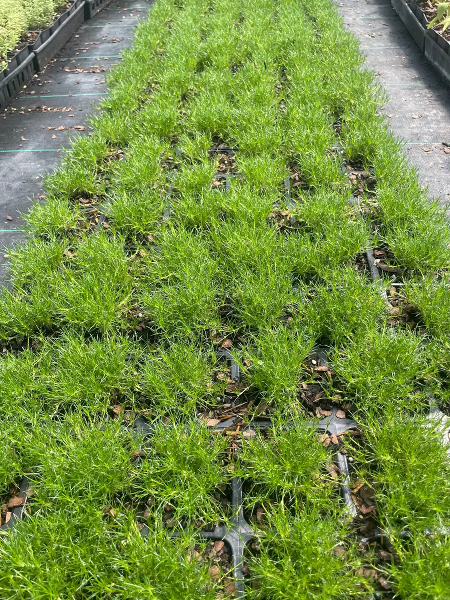 Irish Moss Sagina Subulata Live Plant - 3.5 inch Container - Groundcover - Image 4