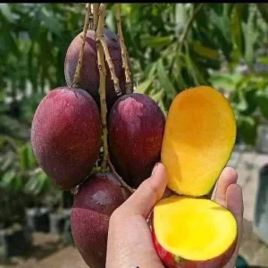 Irwin Dwarf Mango Live Plant - 8-10