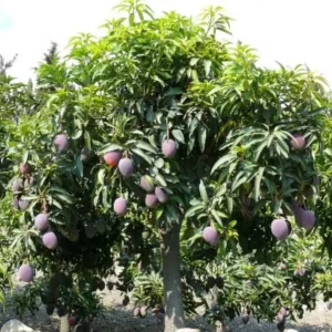 Irwin Dwarf Mango Live Plant - 8-10