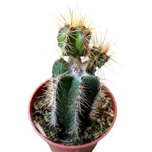 Isolatocereus dumortieri Cactus Live Plant – Drought Tolerant Succulent - Image 4