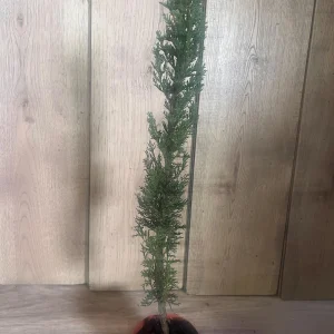 Italian Cypress Live Plant - Cupressus sempervirens - 6 inch Pot - Outdoor Tree - Image 3