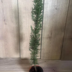 Italian Cypress Live Plant - Cupressus sempervirens - 6 inch Pot - Outdoor Tree - Image 4