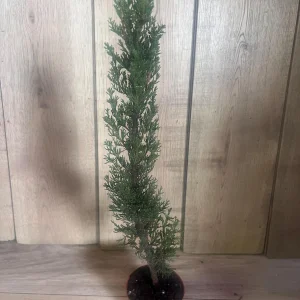 Italian Cypress Live Plant - Cupressus sempervirens - 6 inch Pot - Outdoor Tree - Image 5