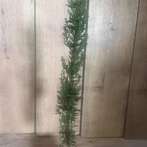Italian Cypress Live Plant - Cupressus sempervirens - 6 inch Pot - Outdoor Tree - Image 6