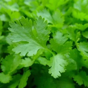 Italian Parsley Dark Green Flat Leaf Seeds – Organic Non-GMO – 1000+ Seeds - Image 1