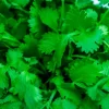 Italian Parsley Seeds - 60 Count Herb Seed Packet for Home Garden - Image 1