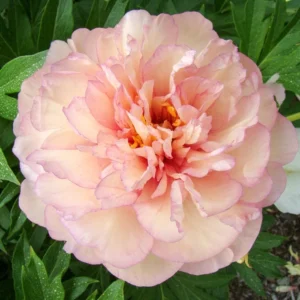 Itoh Peony Big Bareroot - Hybrid Flowering Plant for Spring or Fall Planting - Image 1