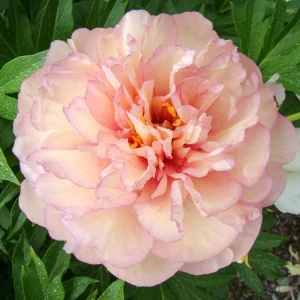 Itoh Peony Big Bareroot Plant – Hybrid Peony with Fragrant Blooms – Zone 4-9 Outdoor - Image 1