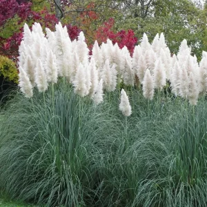 Ivory Pampas Grass Seeds - 25g Tall Plume Grass for Wedding & Home Decor - Image 3