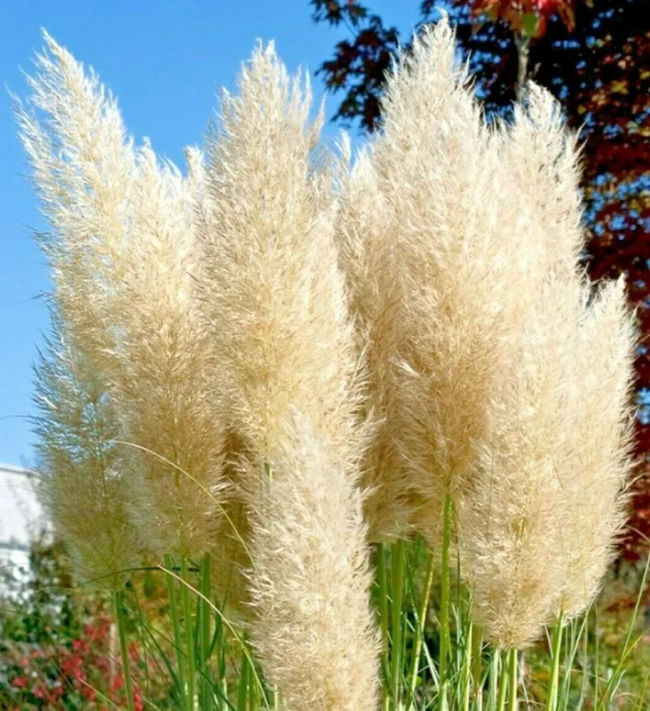 Ivory Pampas Grass Seeds - Tall Ornamental Plume Grass, Perennial, Easy to Grow - Image 1