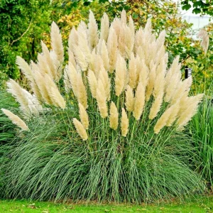 Ivory Pampas Grass Seeds - Tall Ornamental Plume Grass, Perennial, Easy to Grow - Image 2