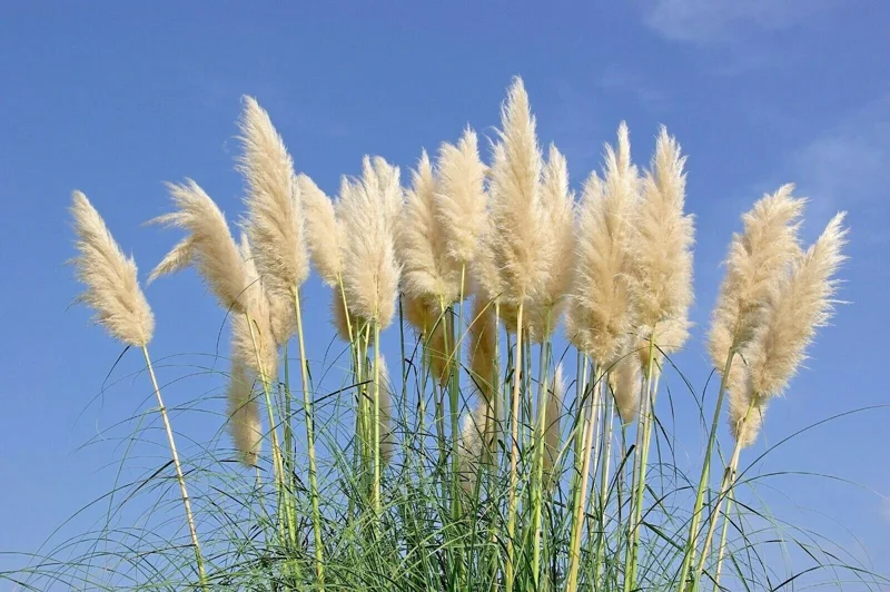 Ivory Pampas Grass Seeds - Tall Ornamental Plume Grass, Perennial, Easy to Grow - Image 3