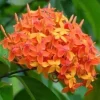 Ixora Carmen Orange Live Plant - Dwarf Tropical Shrub, 6 inch Pot - Image 1
