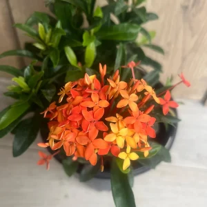 Ixora Carmen Orange Live Plant - Dwarf Tropical Shrub, 6 inch Pot - Image 4