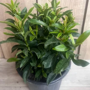 Ixora Carmen Orange Live Plant - Dwarf Tropical Shrub, 6 inch Pot - Image 7