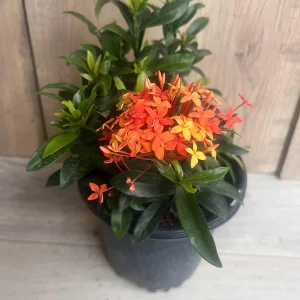 Ixora Carmen Orange Live Plant - Dwarf Tropical Shrub, 6 inch Pot - Image 8