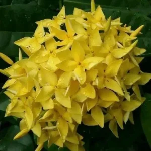 Ixora Taiwanese Yellow Live Plant - 6 inch Pot - Vibrant Yellow Blooms - Image 1
