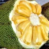 J31 Jackfruit Live Plant - Grafted Dwarf Tree, 3 Gallon Pot, Artocarpus heterophyllus - Image 1