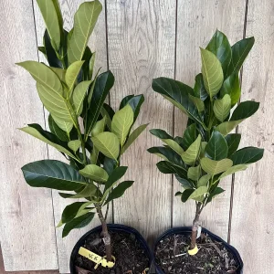 J31 Jackfruit Live Plant - Grafted Dwarf Tree, 3 Gallon Pot, Artocarpus heterophyllus - Image 3