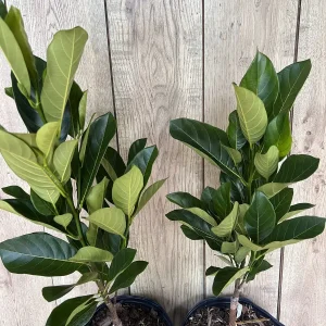 J31 Jackfruit Live Plant - Grafted Dwarf Tree, 3 Gallon Pot, Artocarpus heterophyllus - Image 5