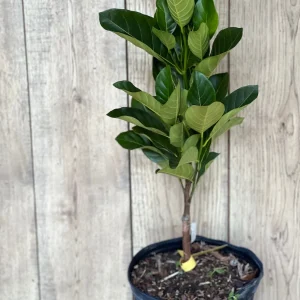 J31 Jackfruit Live Plant - Grafted Dwarf Tree, 3 Gallon Pot, Artocarpus heterophyllus - Image 7