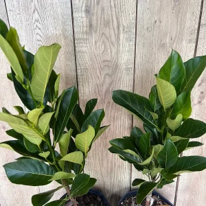 J31 Jackfruit Live Plant - Grafted Dwarf Tree, 3 Gallon Pot, Artocarpus heterophyllus - Image 8