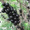 Jaboticaba Live Plant - 1-2 ft Tall, 3 Gallon Pot, Fruit Bearing Tree - Image 1