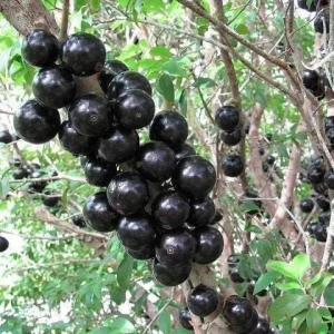Jaboticaba Live Plant - 3 ft Tall, Myrciaria cauliflora Fruit Tree in 3 Gal Pot - Image 1