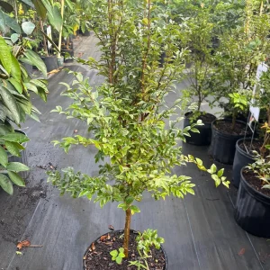 Jaboticaba Tree Live Plant – 3 Gallon Pot – Fruit Bearing – 2-3 Feet Tall - Image 2