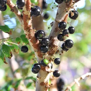 Jaboticaba Tree Live Plant – 3 Gallon Pot – Fruit Bearing – 2-3 Feet Tall - Image 1