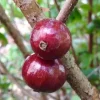 Jaboticaba Tree - Red Hybrid Live Plant, 1-2 Feet Tall, 3 Gallon Pot - Image 1