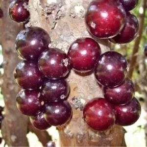 Jaboticaba Tree - Red Hybrid Live Plant, 1-2 Feet Tall, 3 Gallon Pot - Image 2